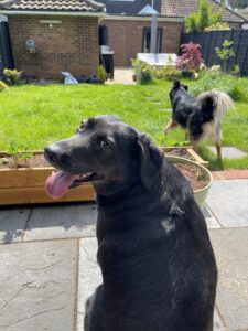 Rescue dog, Zola on her first day with us and jack