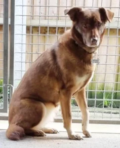 Dog patiently waiting to be rescued