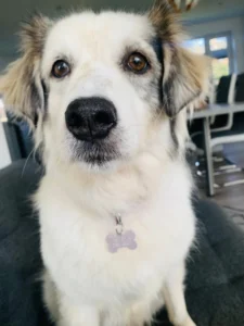 Rescue Dogs are cuuuute!