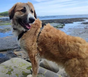 walking your rescue dog will make you live longer... fact!