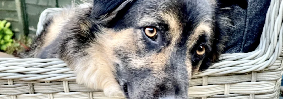 Rescue dog Jack aka The Dark Lord