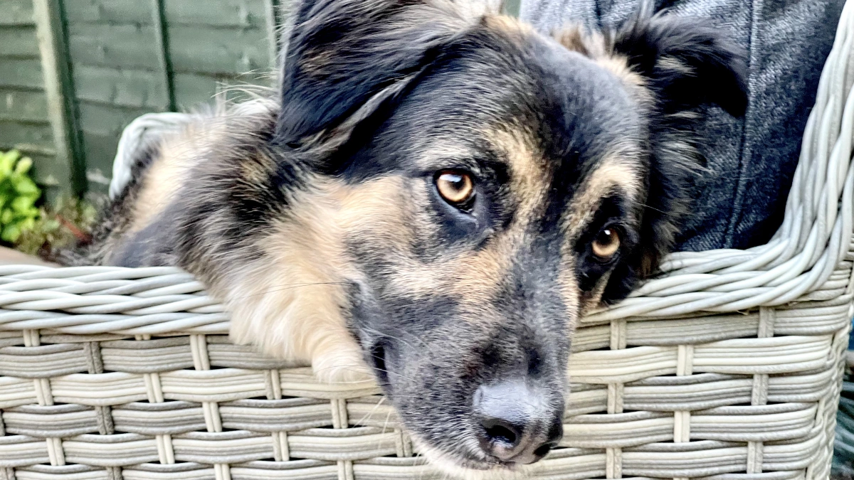 Rescue dog Jack aka The Dark Lord
