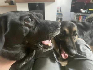 Zola 'The Gorgon' with her new brother, Rescue Jack